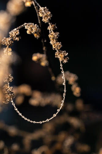 Frozen macro dew 2